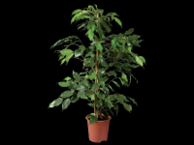 Medium Houseplant