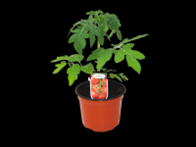 Tomato Plant