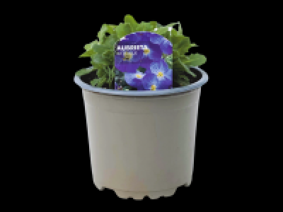 Aubretia