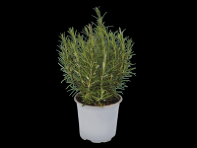 Italian Herbs