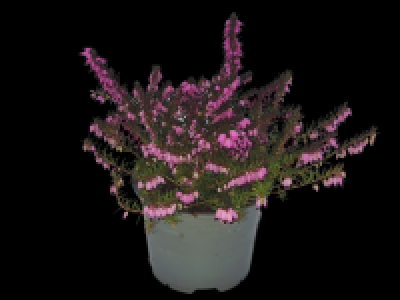Small Irish Flowering Heather