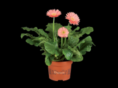 In & Outdoor Gerbera