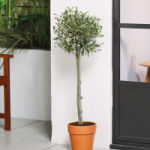 Roots & Blooms Olive Tree 24.99 €