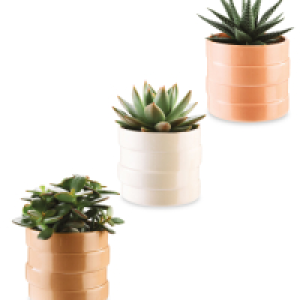 Mini Succulent in Ceramic