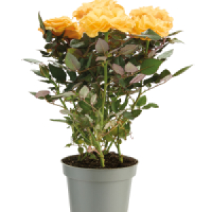 Mini Rose 2.49 €