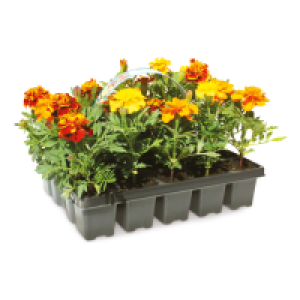 Outdoor Summer Bedding 10 Pack