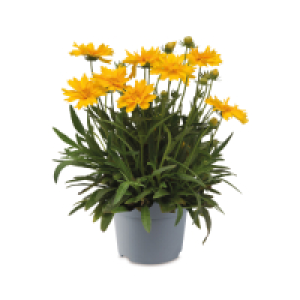 Aldi  Autumn Bedding