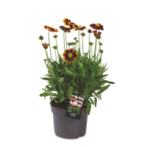 Gardeners Selection