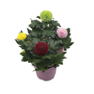 Roots & Blooms Chrysanthemum