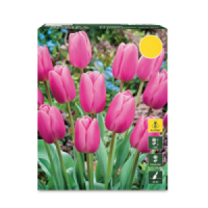 Aldi  Spring Flowering Bulbs