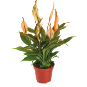 Spathiphyllum Make Up Plant