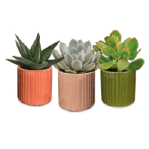 Succulent In Ceramic