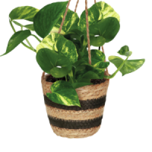 Roots & Blooms Hanging Plant