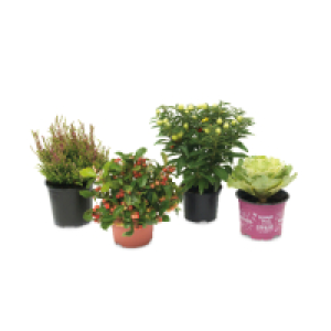 Plants for Christmas Planting
