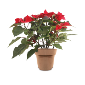 Irish Grown Poinsettia