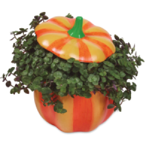 Callisa in Pumpkin Ceramic